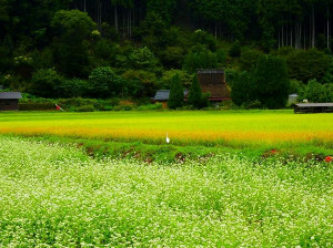 小学生・中学生・理科